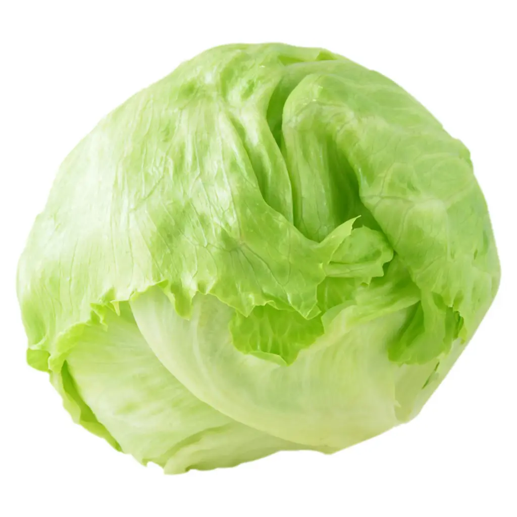 Lechuga repollada